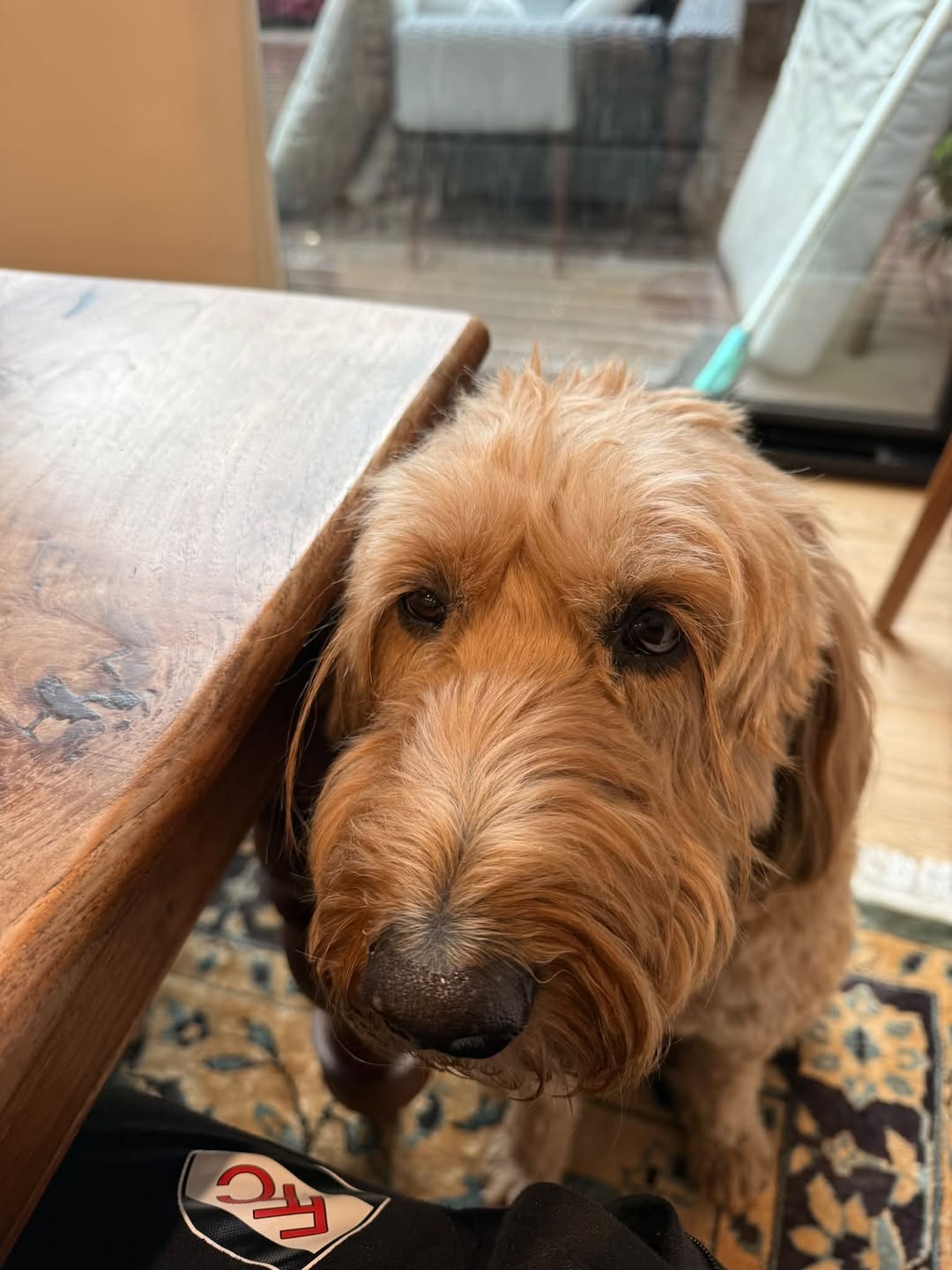 Found dog