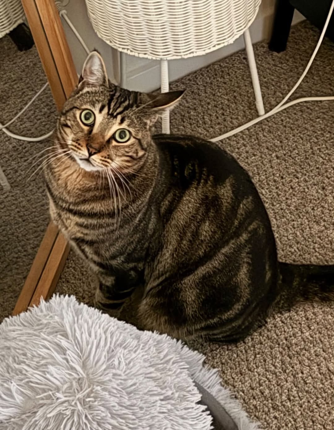 Lost Cat in Melbourne