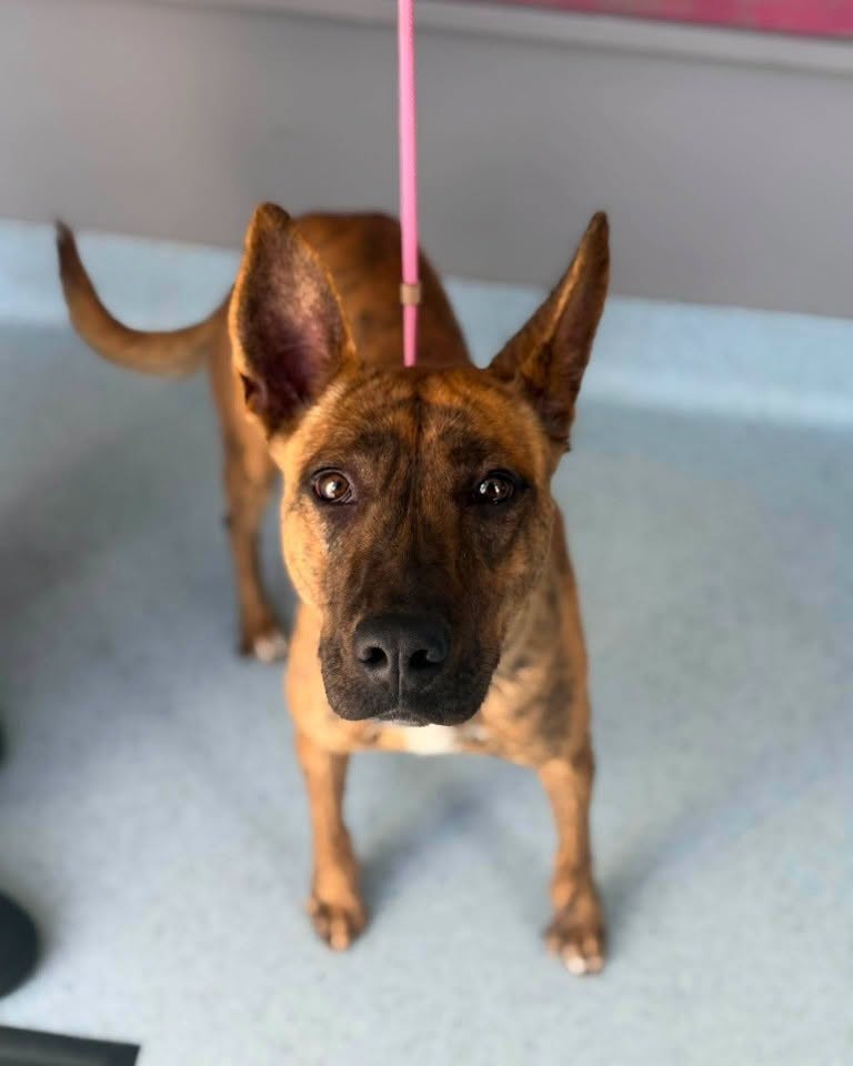Found dog