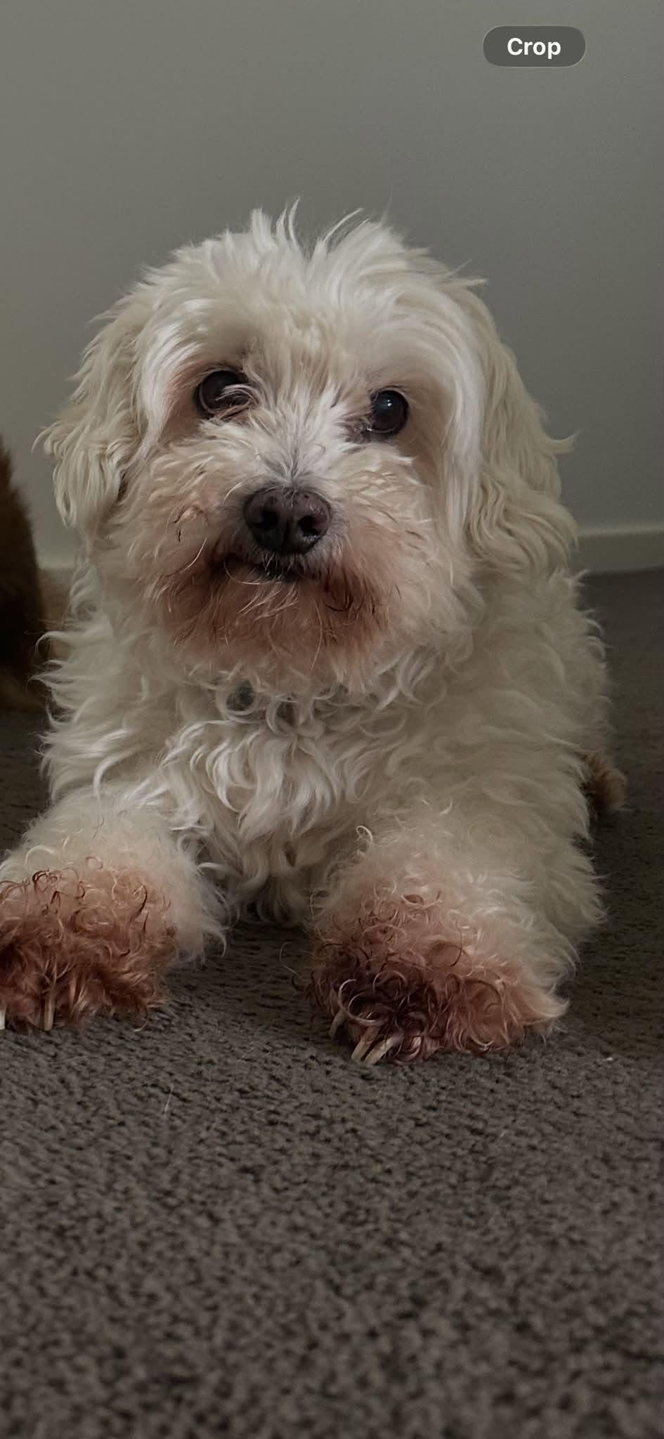 Lost Dog in Melbourne