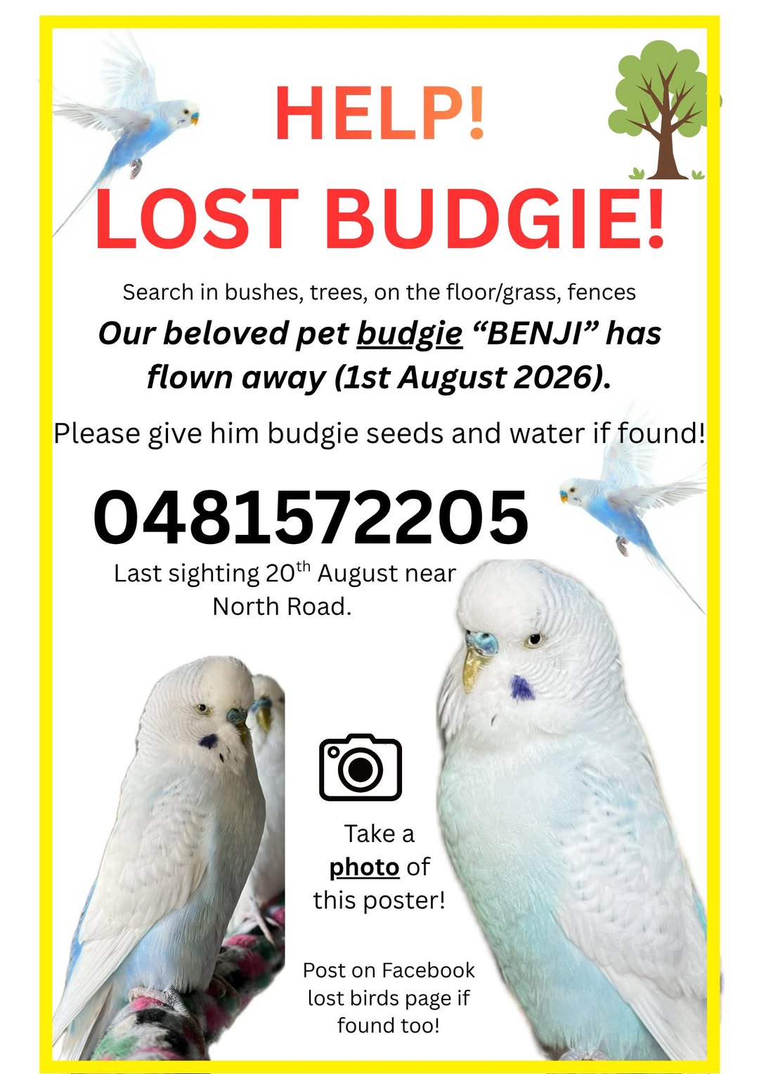 Lost Budgie in Melbourne