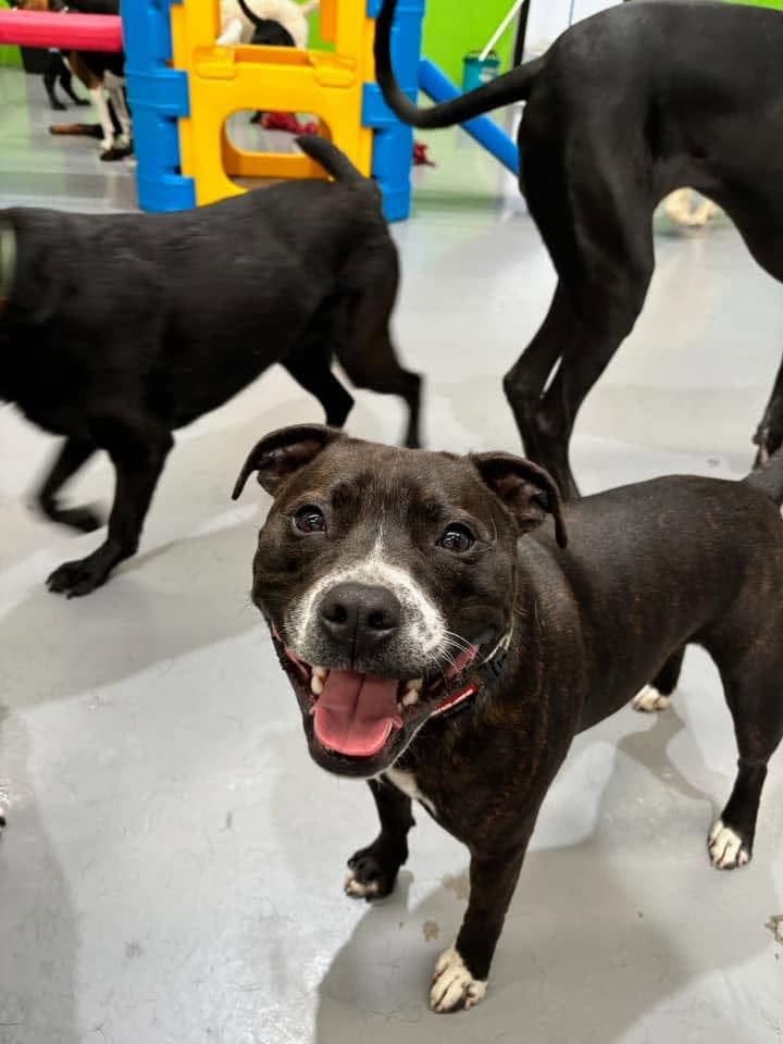 Lost Dog in Pakenham