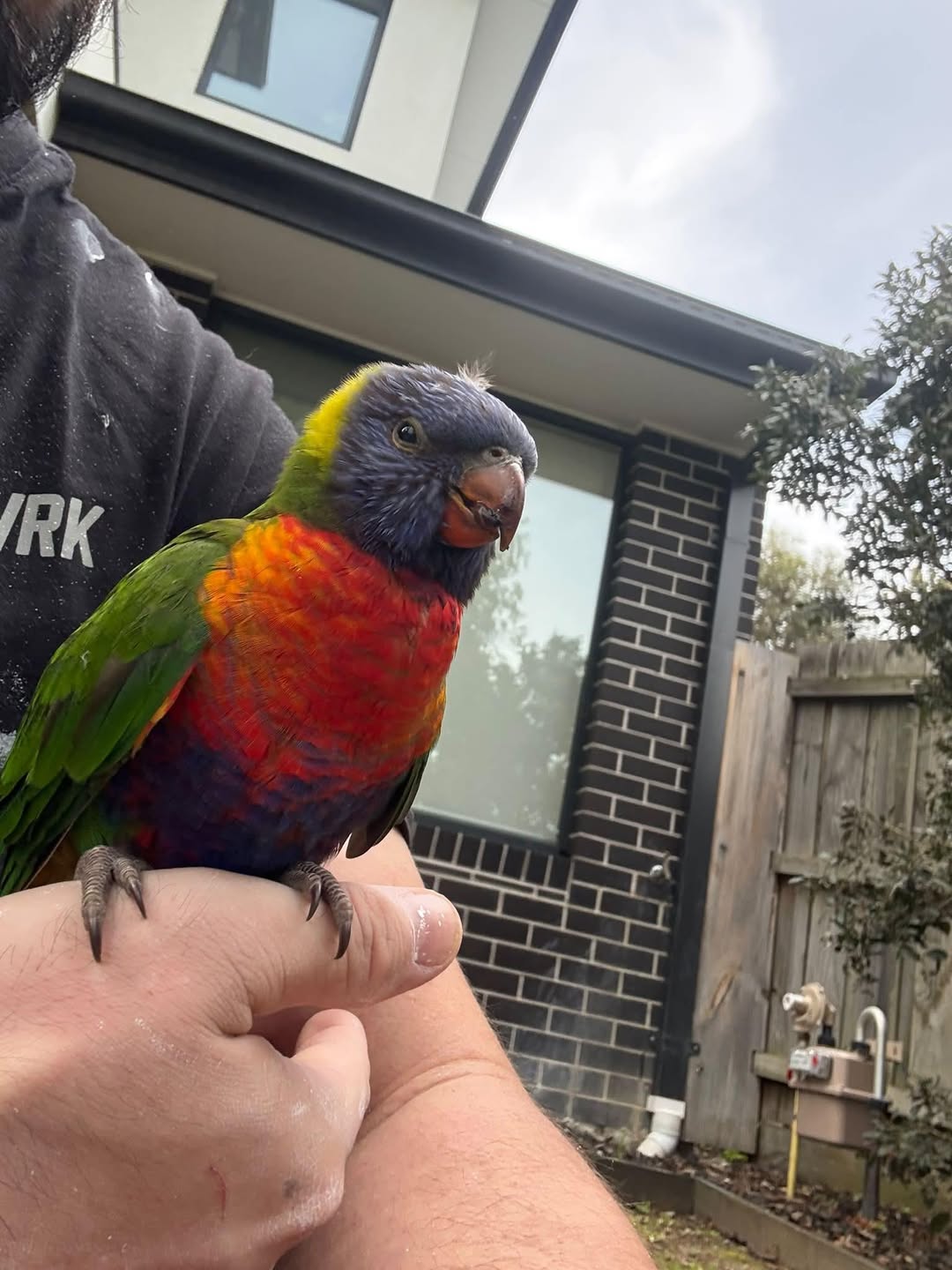 Found bird