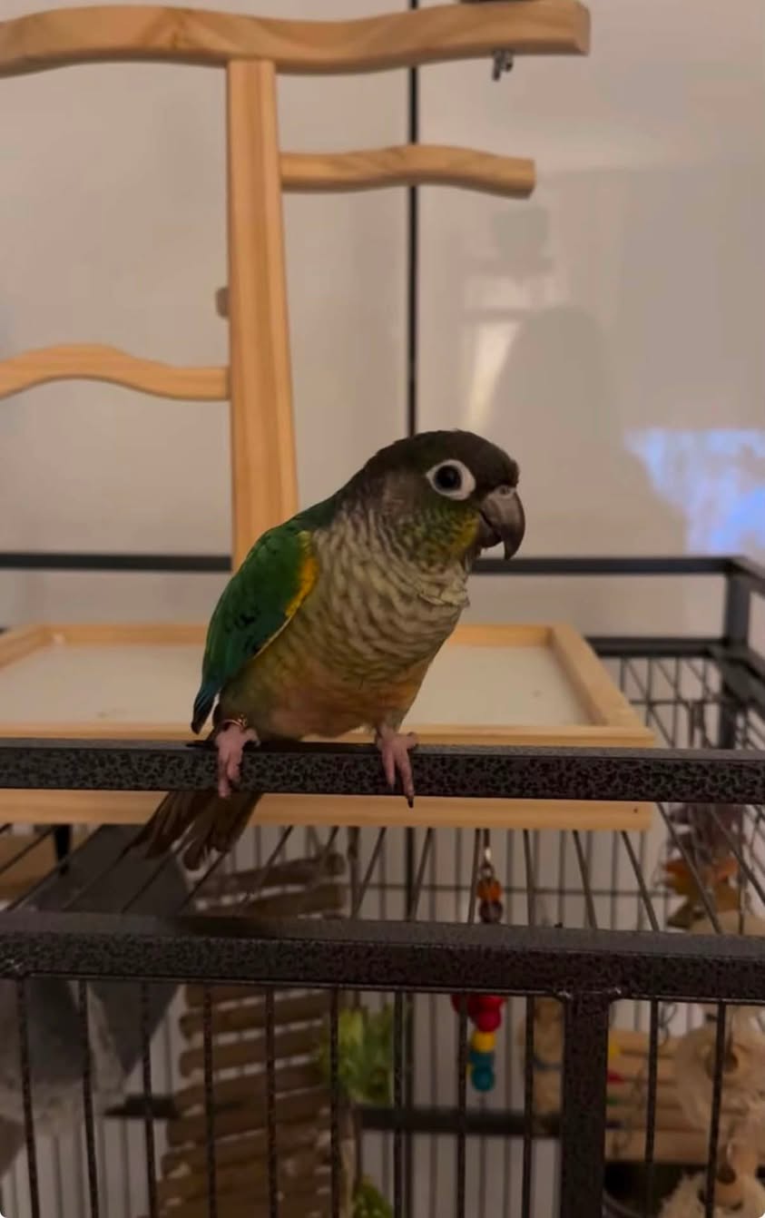 Lost Bird in Ripponlea