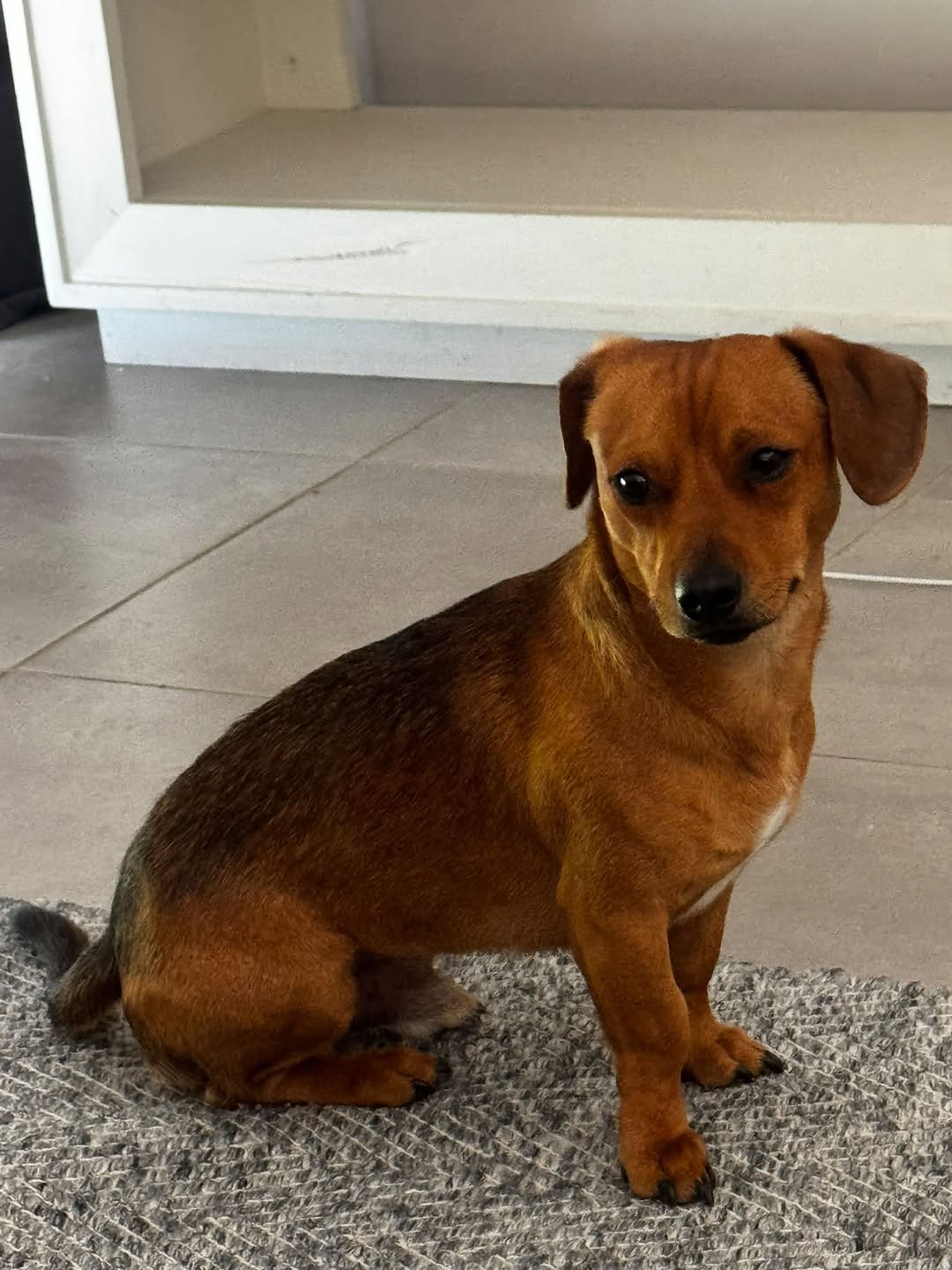 Lost Dog in Melbourne