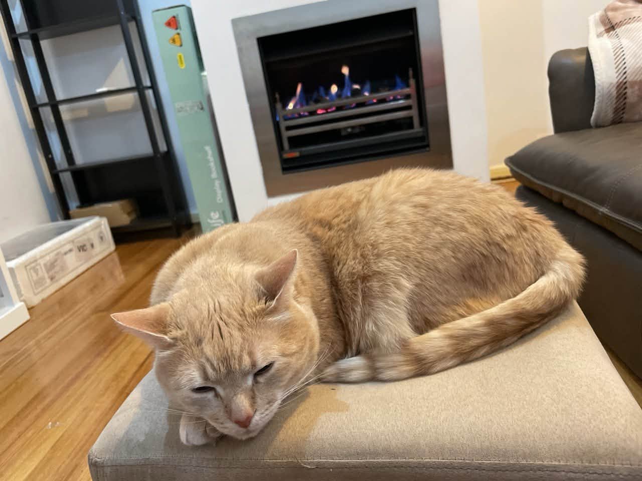 Lost Cat in Melbourne