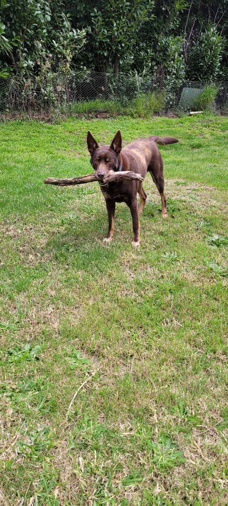Found dog
