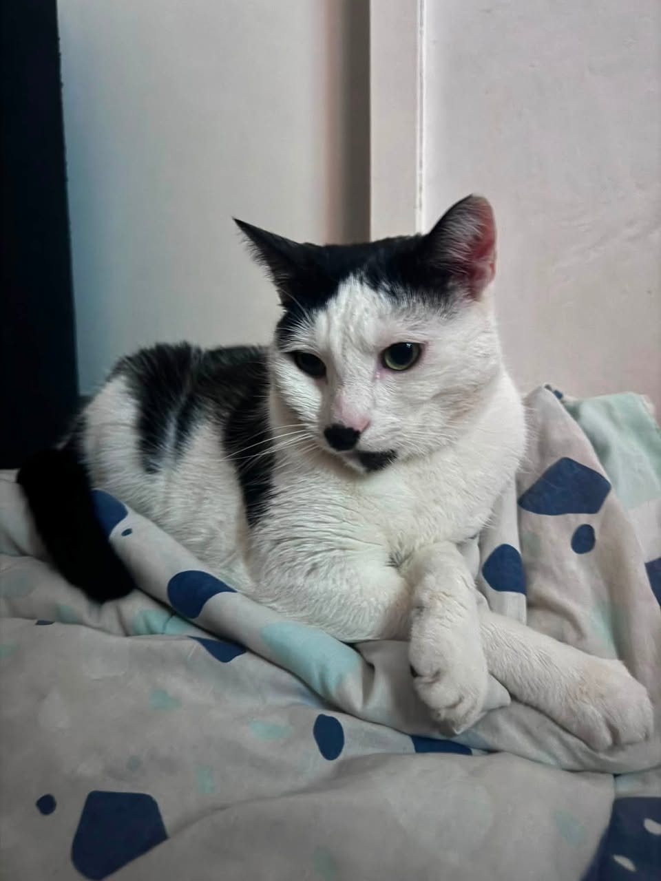 Lost Cat in Melbourne