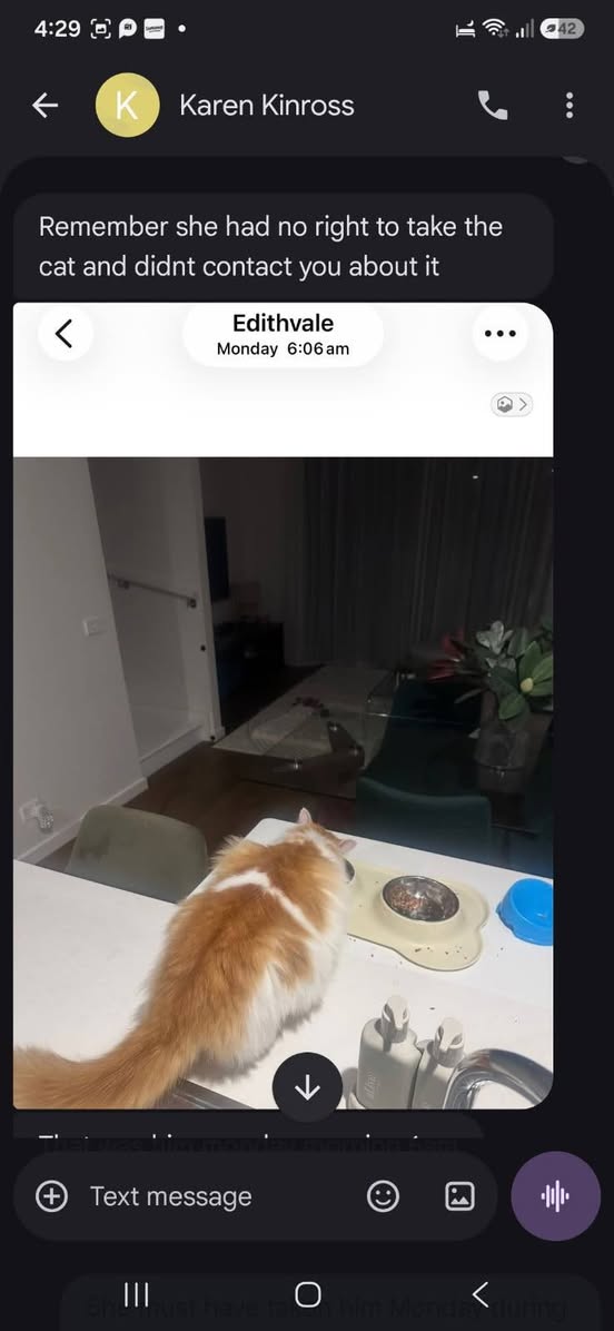 Lost Cat in Melbourne
