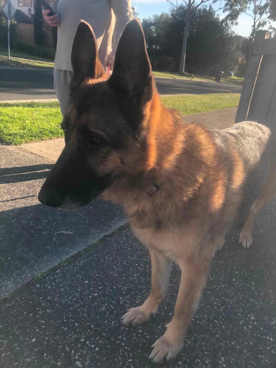 Found Dog in Langwarrin