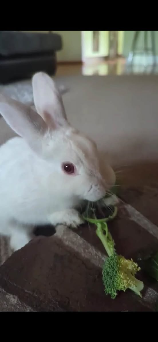 Lost rabbit