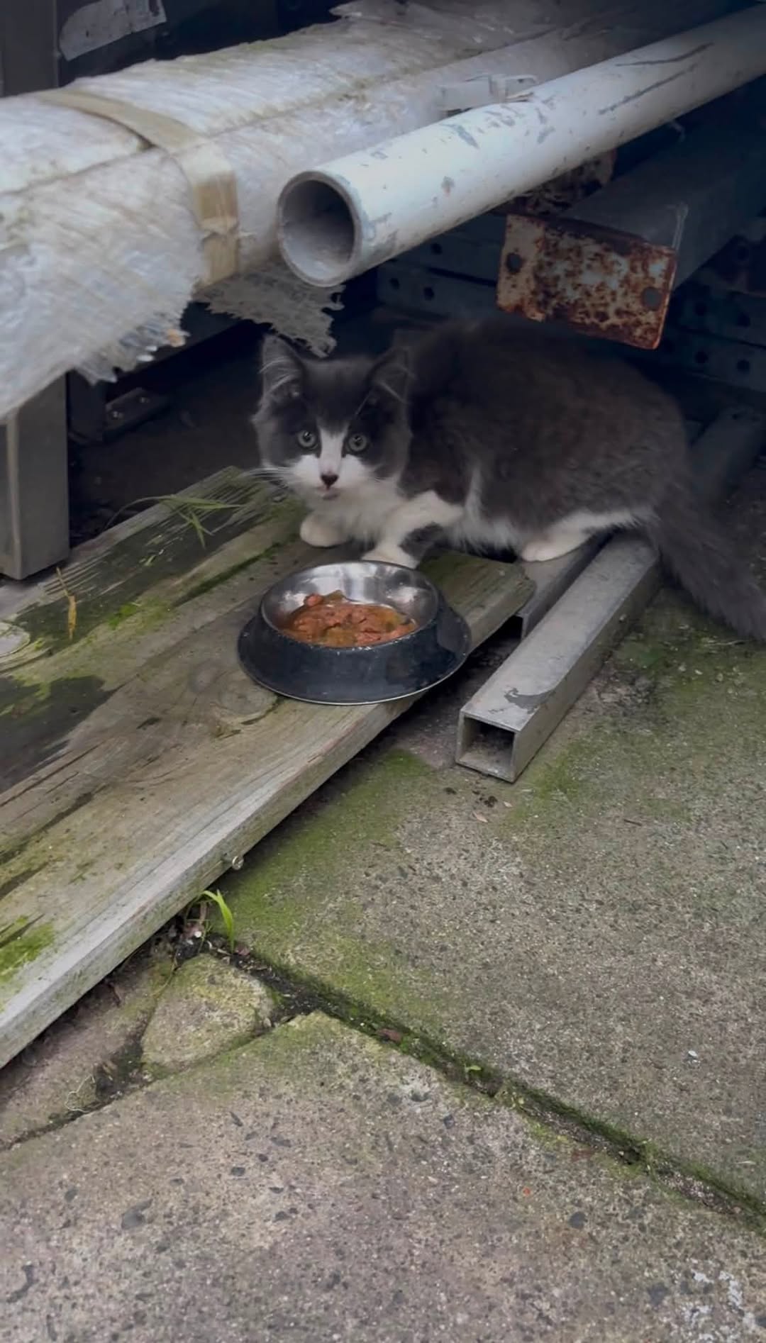 Found cat