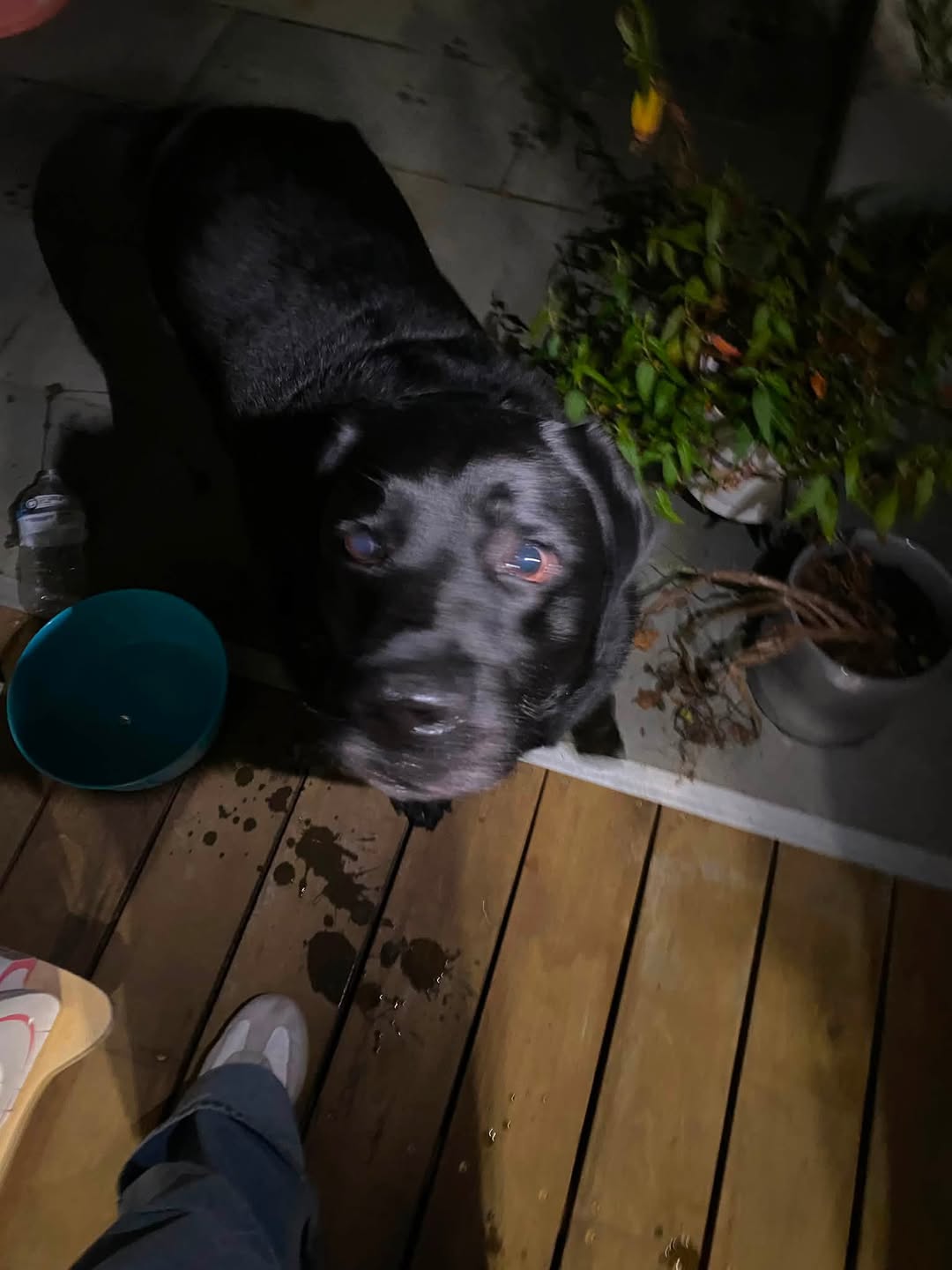 Found dog