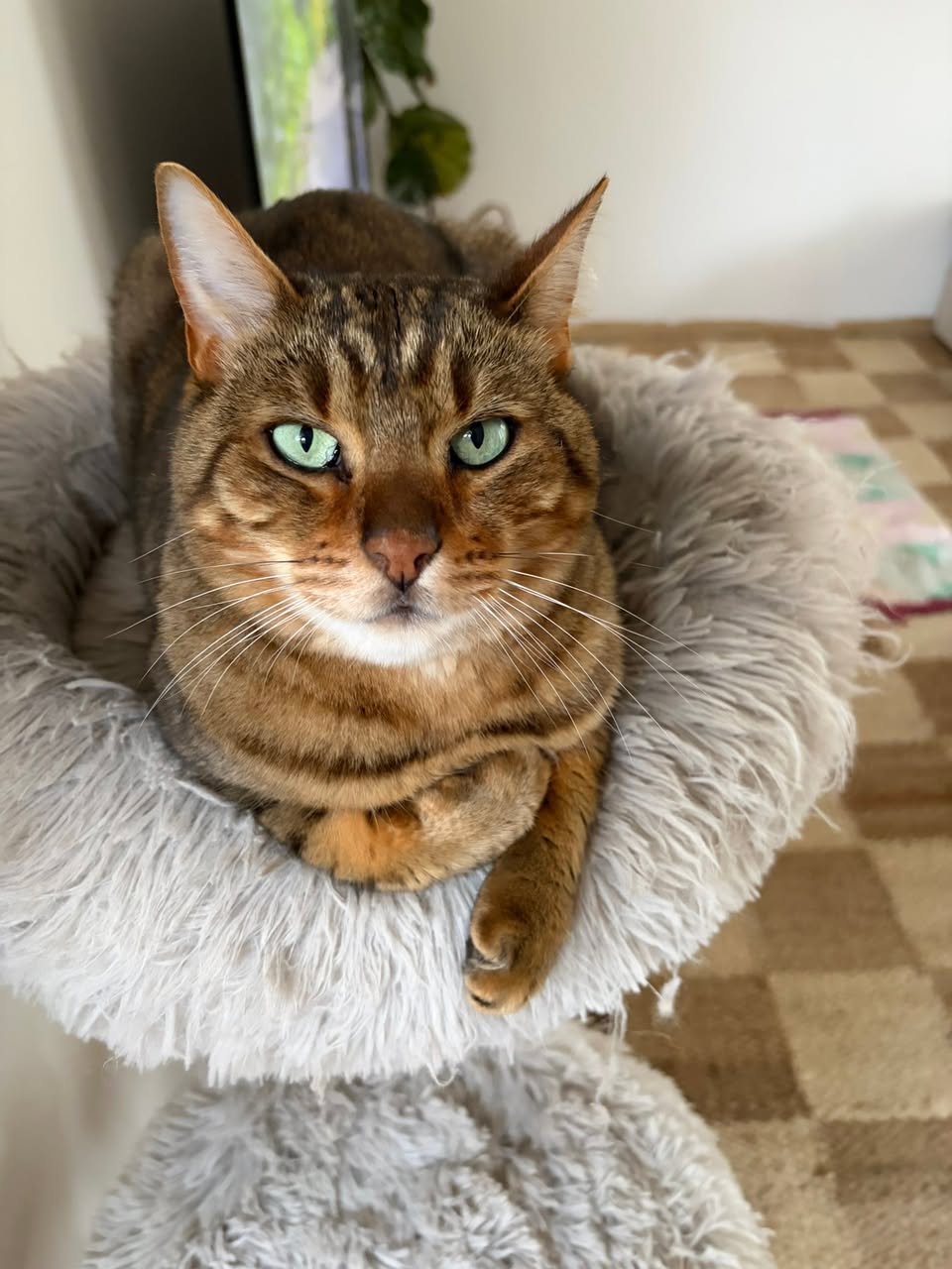 Lost Cat in Melbourne