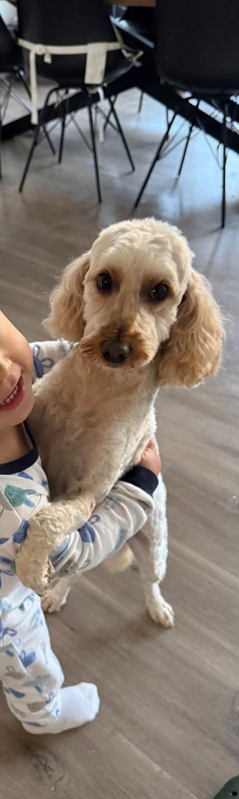 Lost Dog in Melbourne