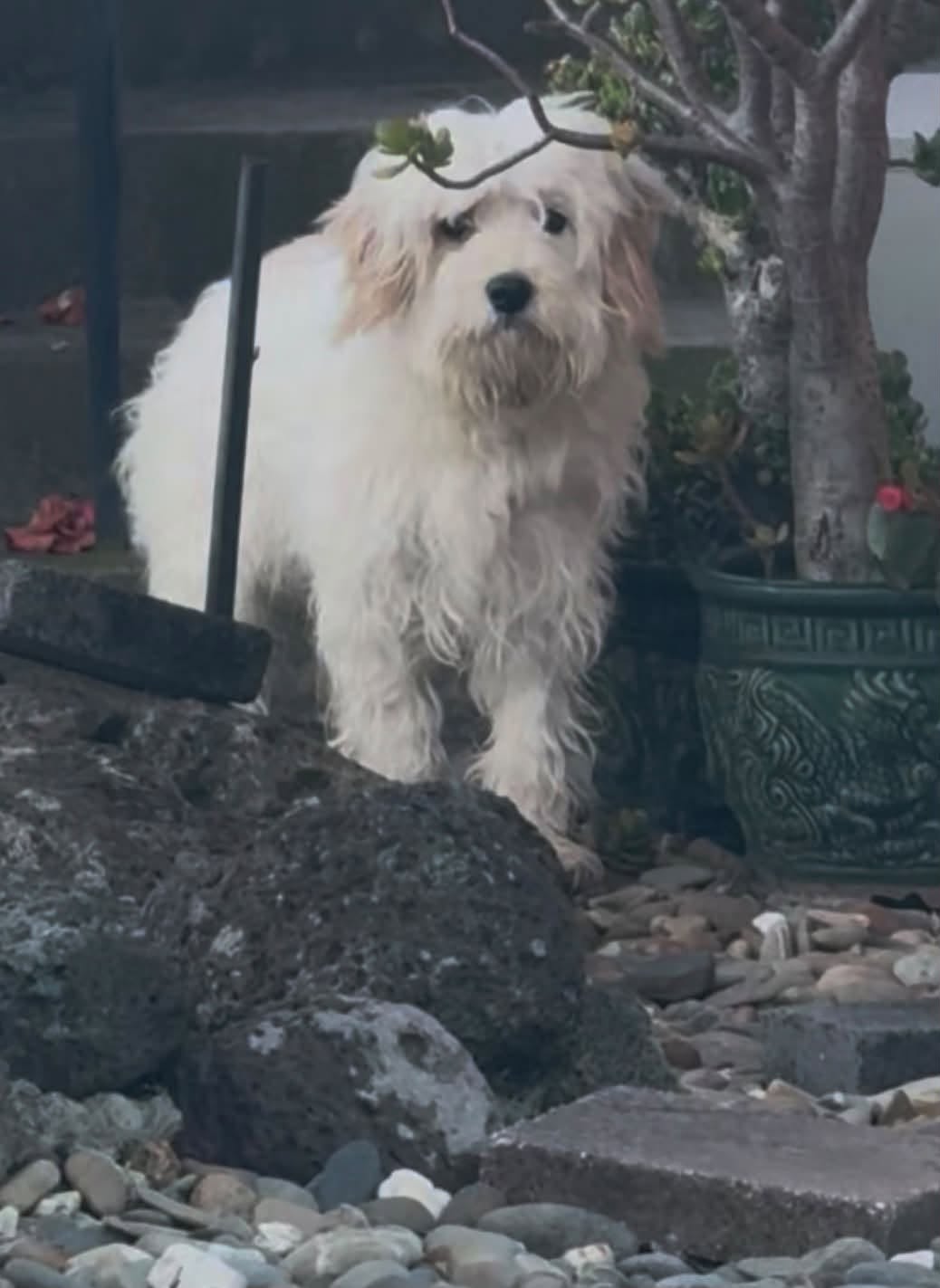 Found dog