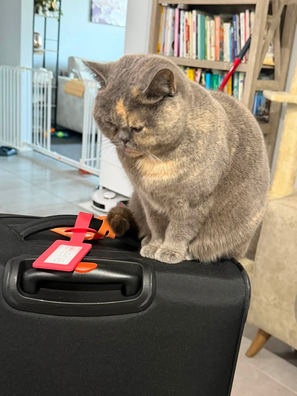 Lost cat
