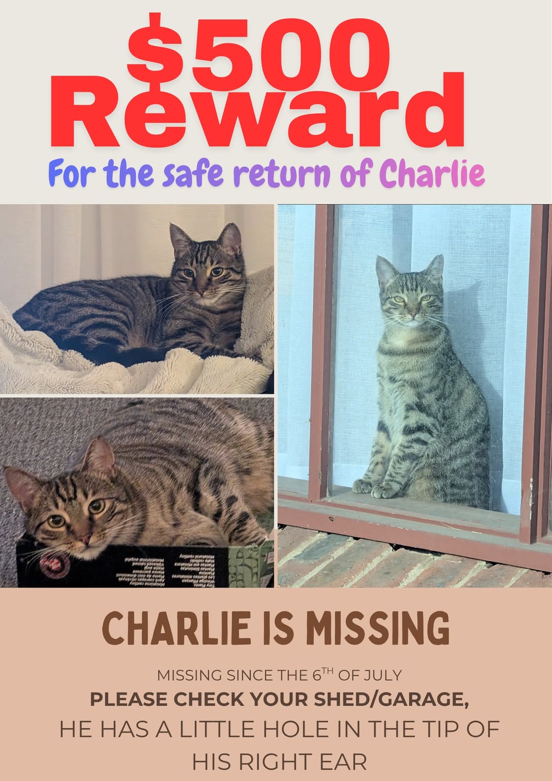Lost Cat in South East Melbourne