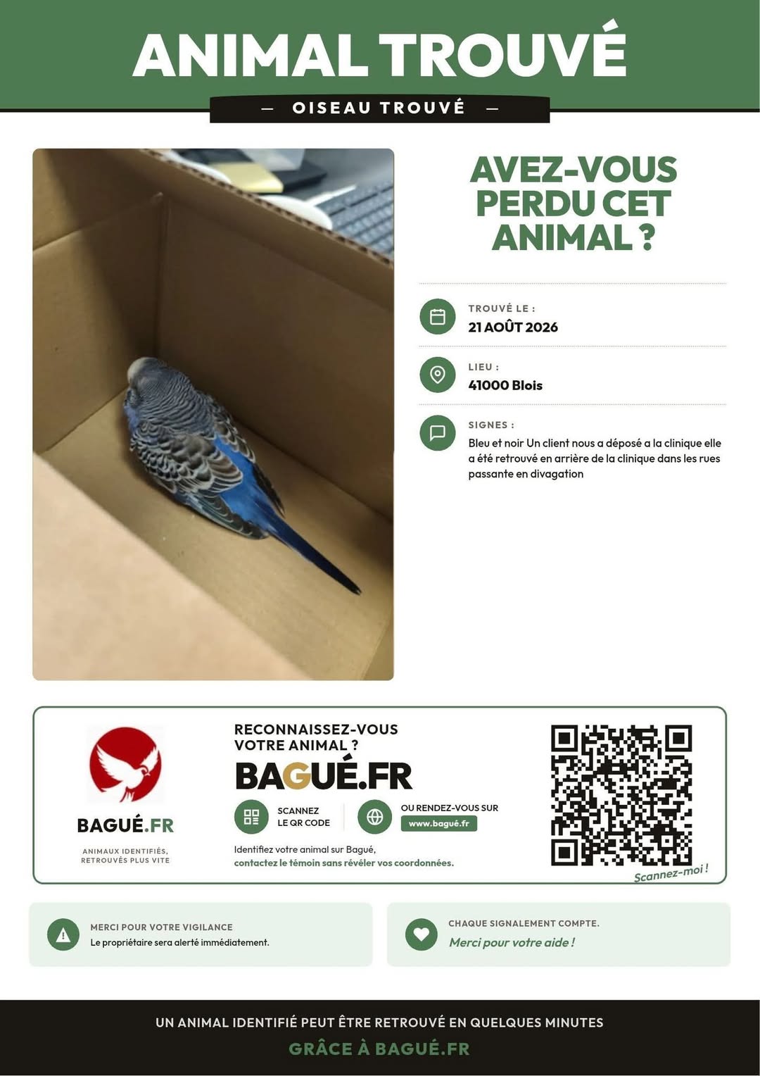 Found Budgie in Blois