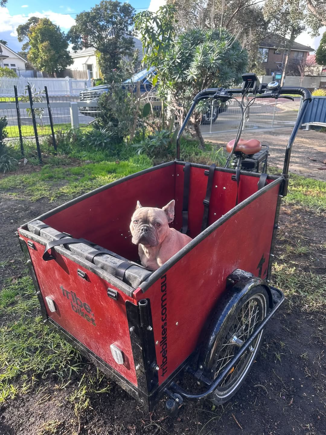 Lost Dog in Melbourne