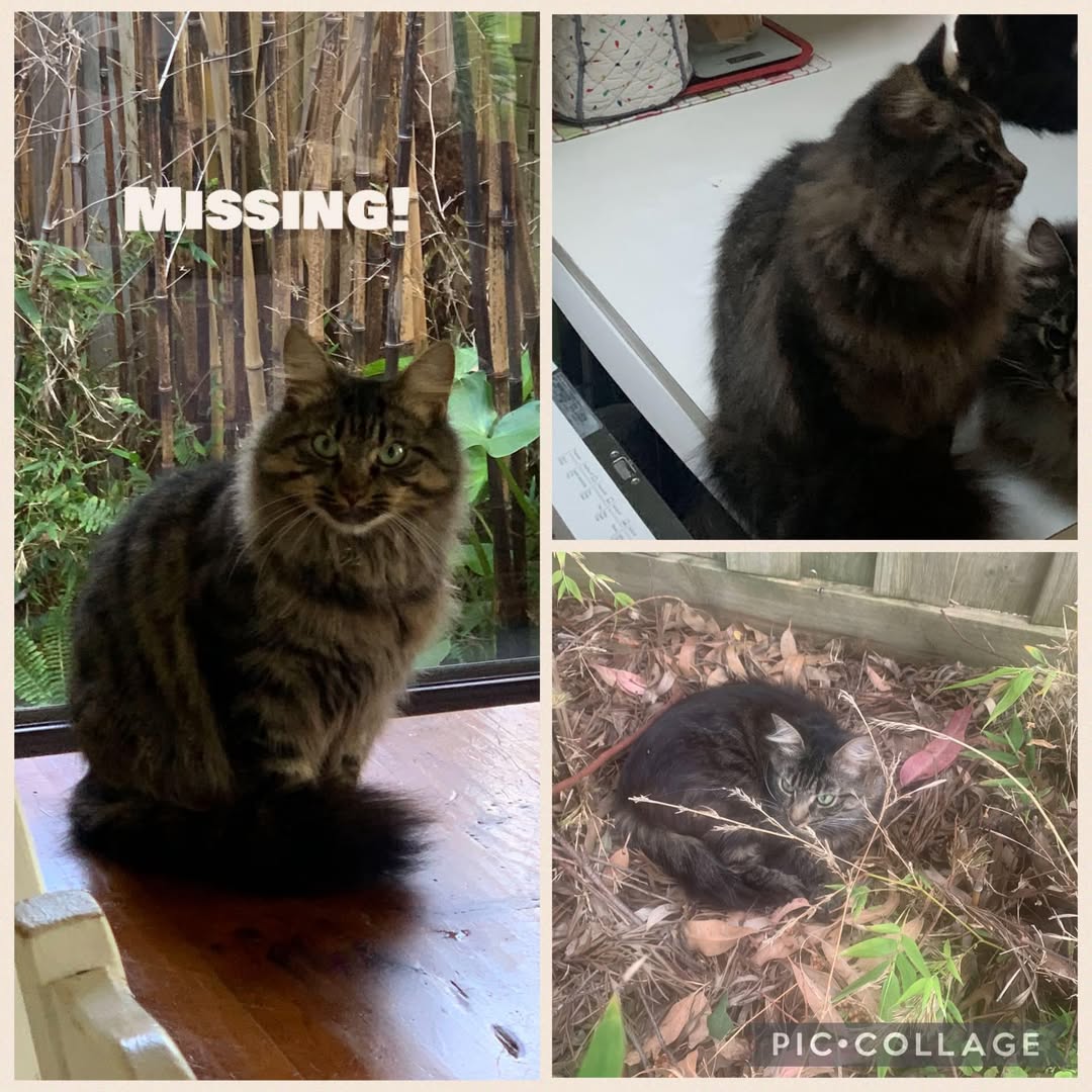 Lost Cat in Berwick