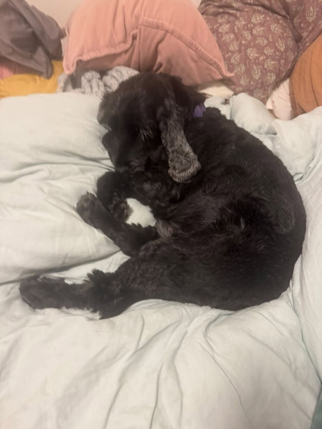 Lost Dog in Melbourne