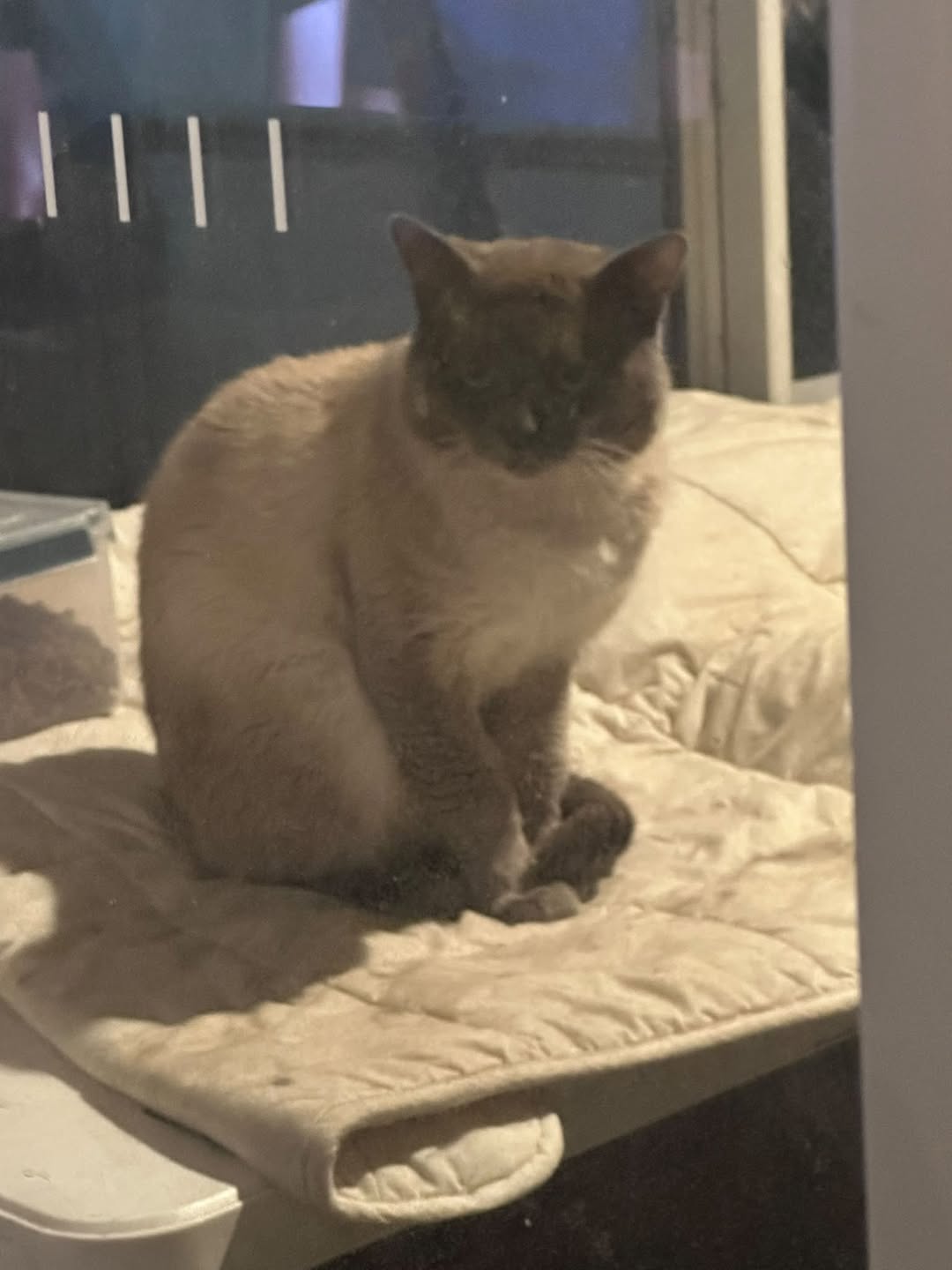 Found cat