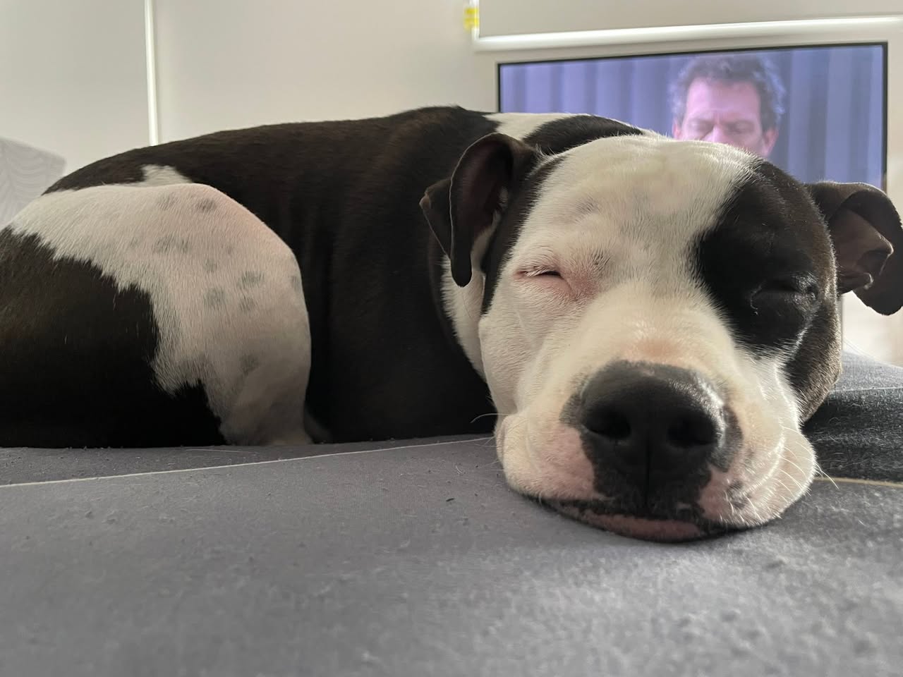 Lost Dog in Melbourne