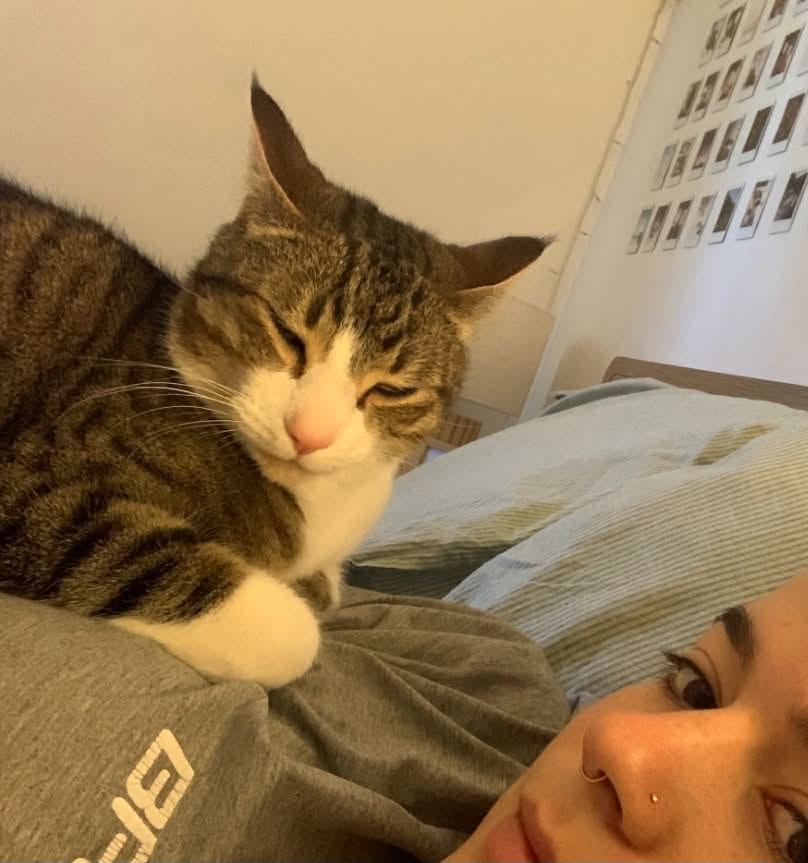 Lost cat