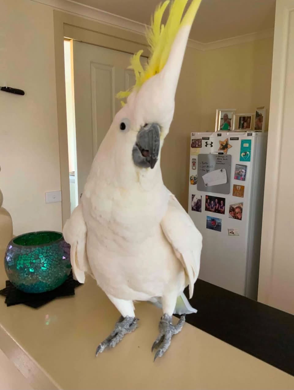 Lost Bird in Pakenham