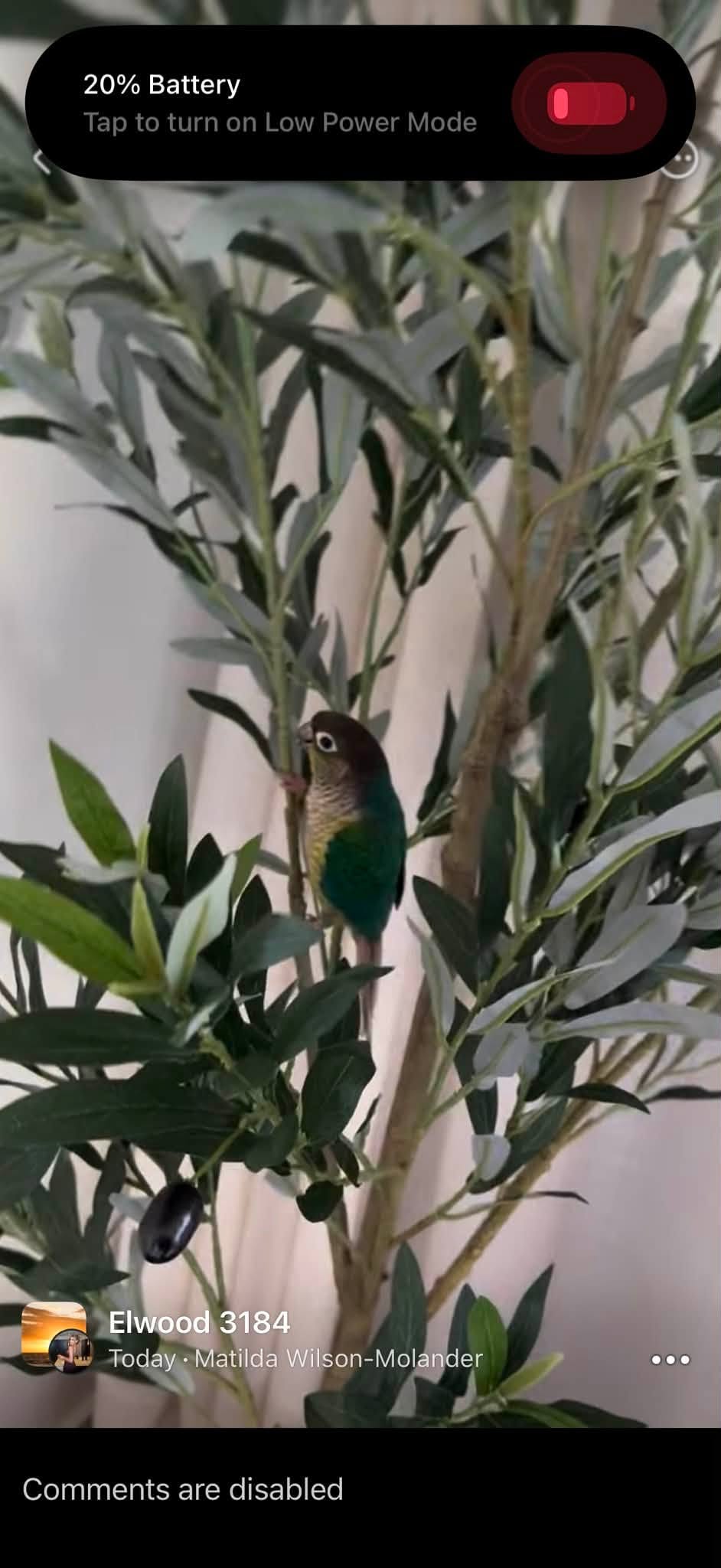 Lost Bird in Melbourne