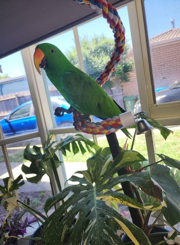 Lost bird