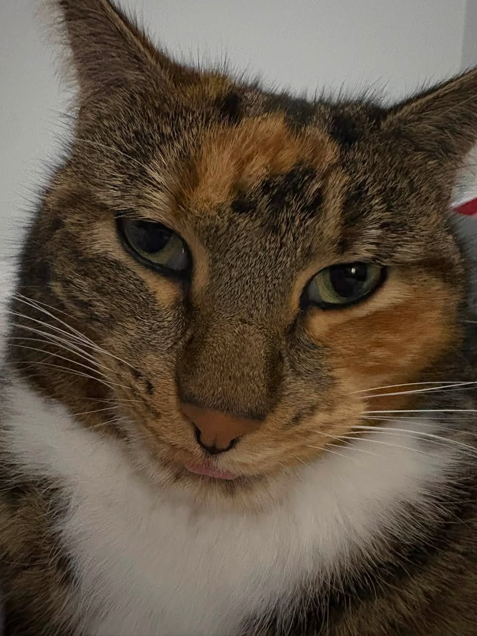 Lost Cat in Melbourne