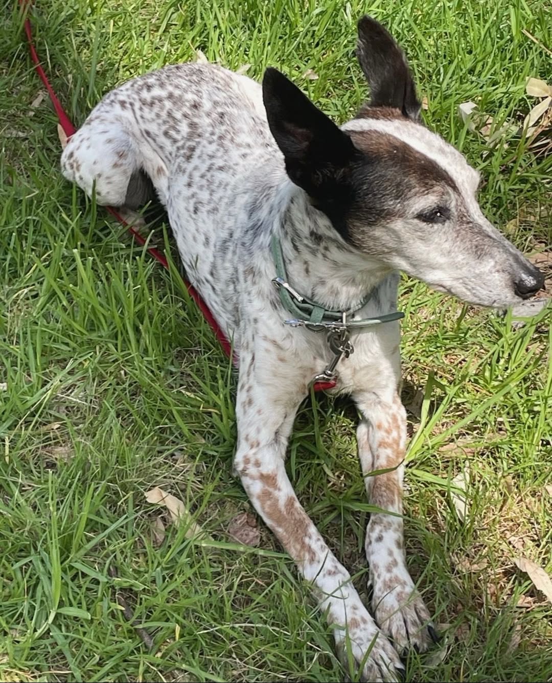 Lost Dog in Melbourne