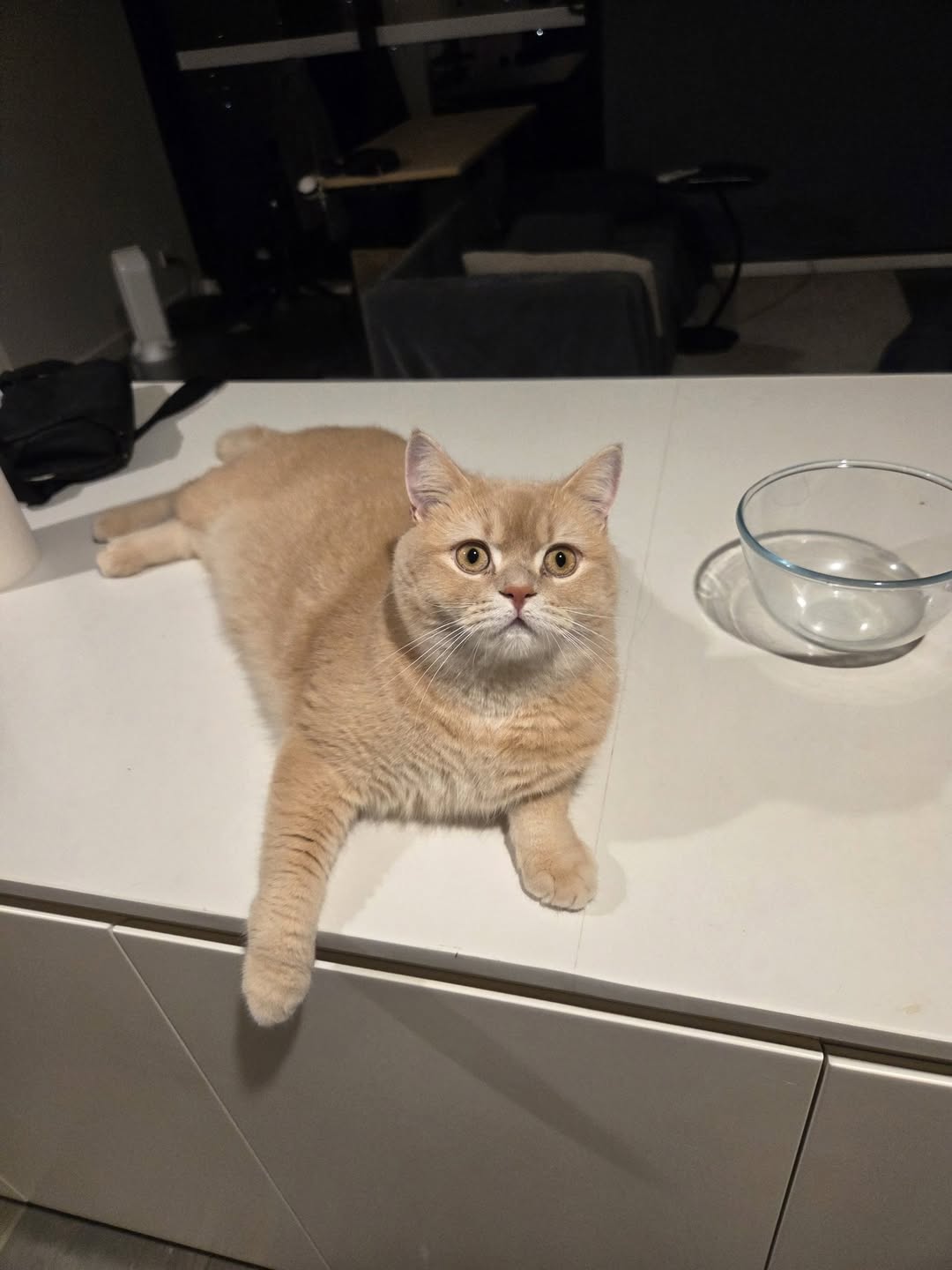 Lost Cat in Melbourne
