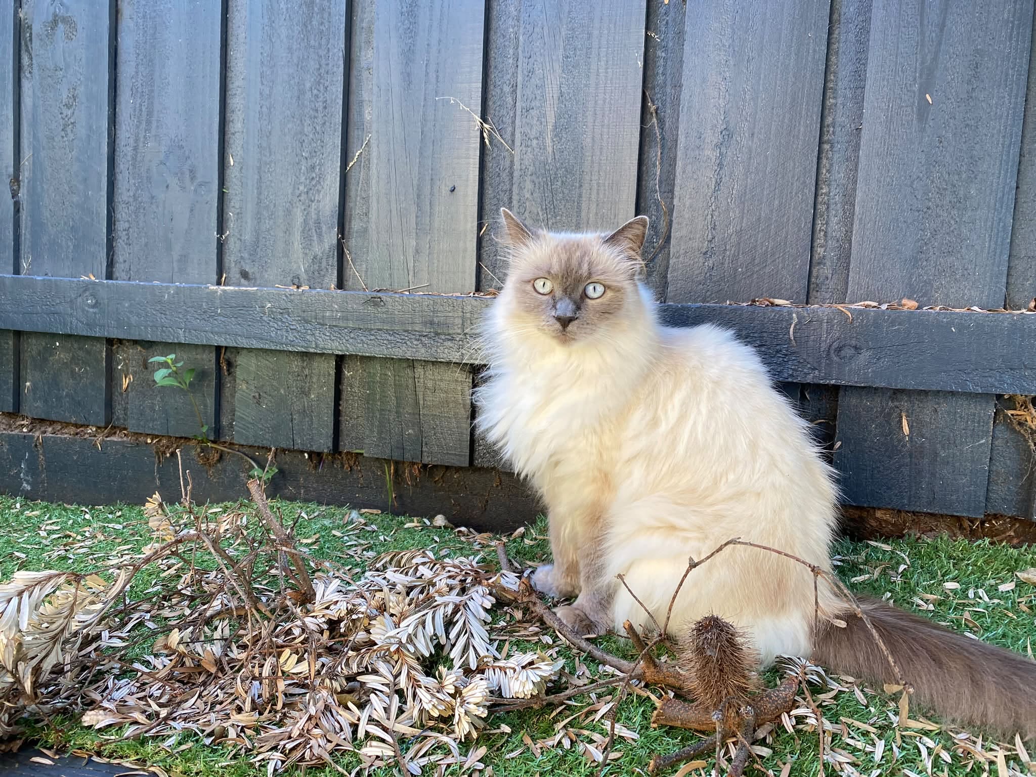 Lost Cat in Melbourne