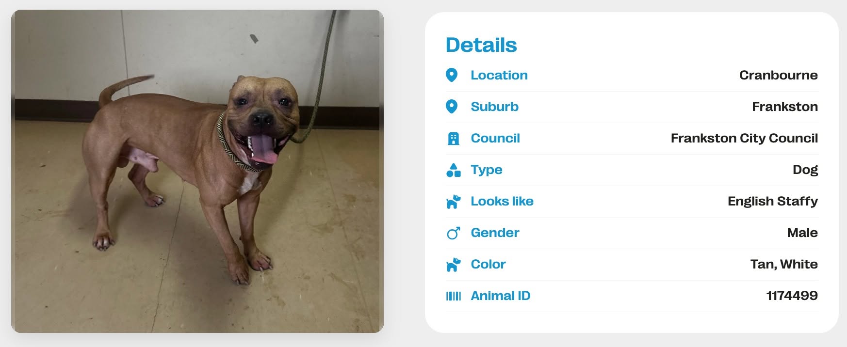 Found dog
