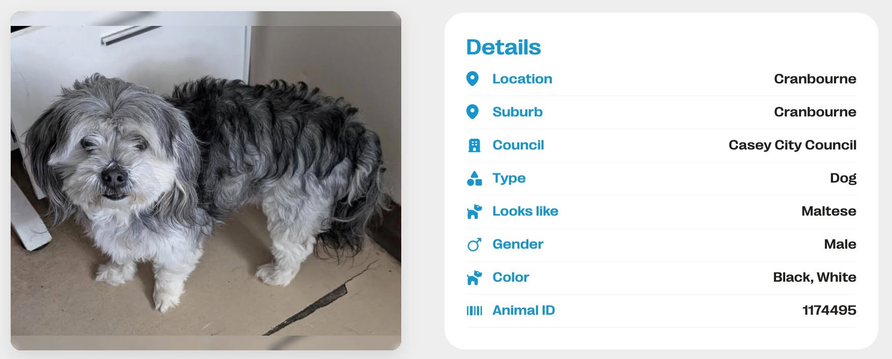 Found dog