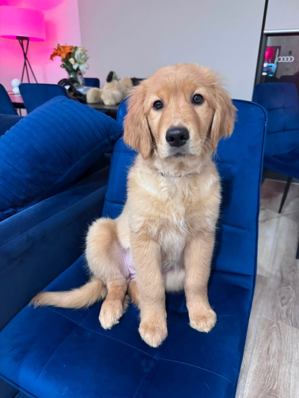 Lost Dog in Melbourne