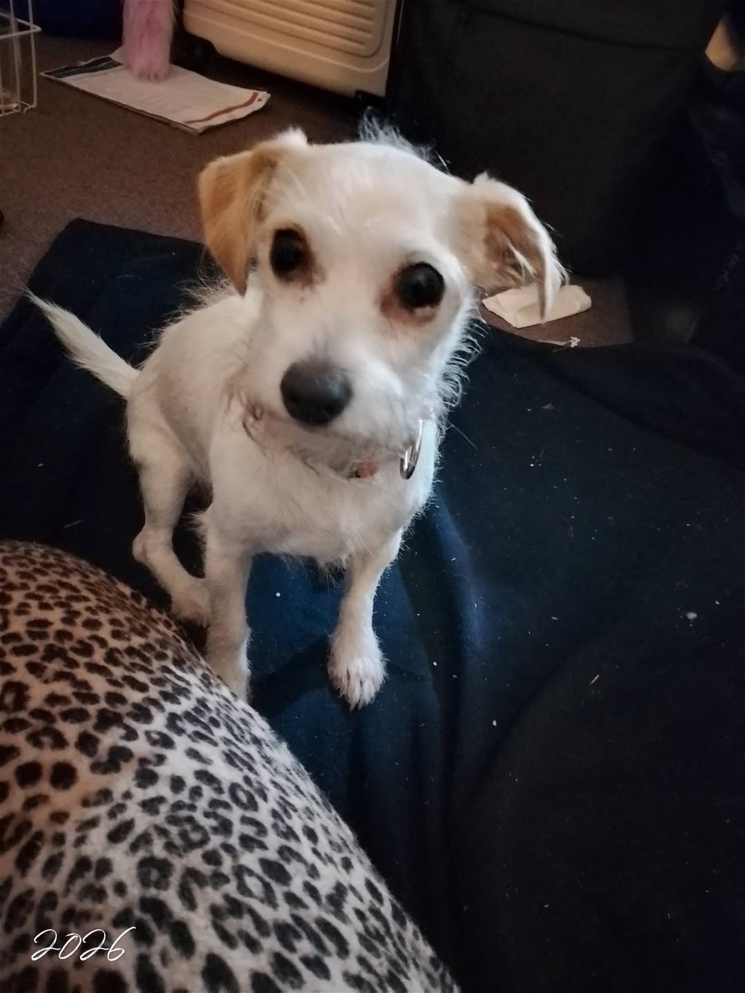 Found dog