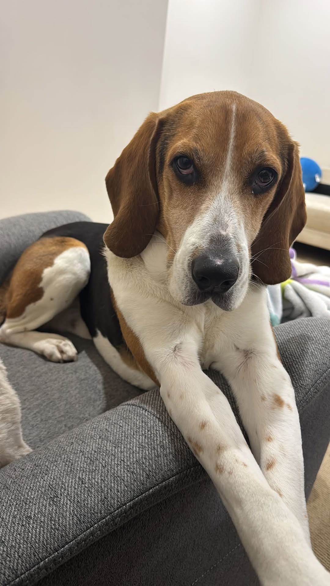 Lost Dog in Melbourne