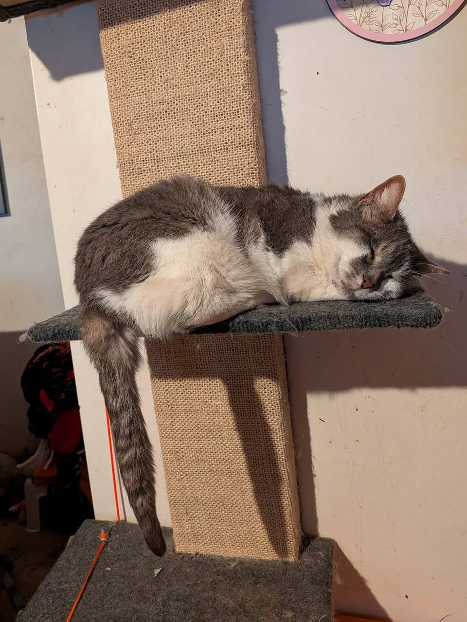 Lost cat