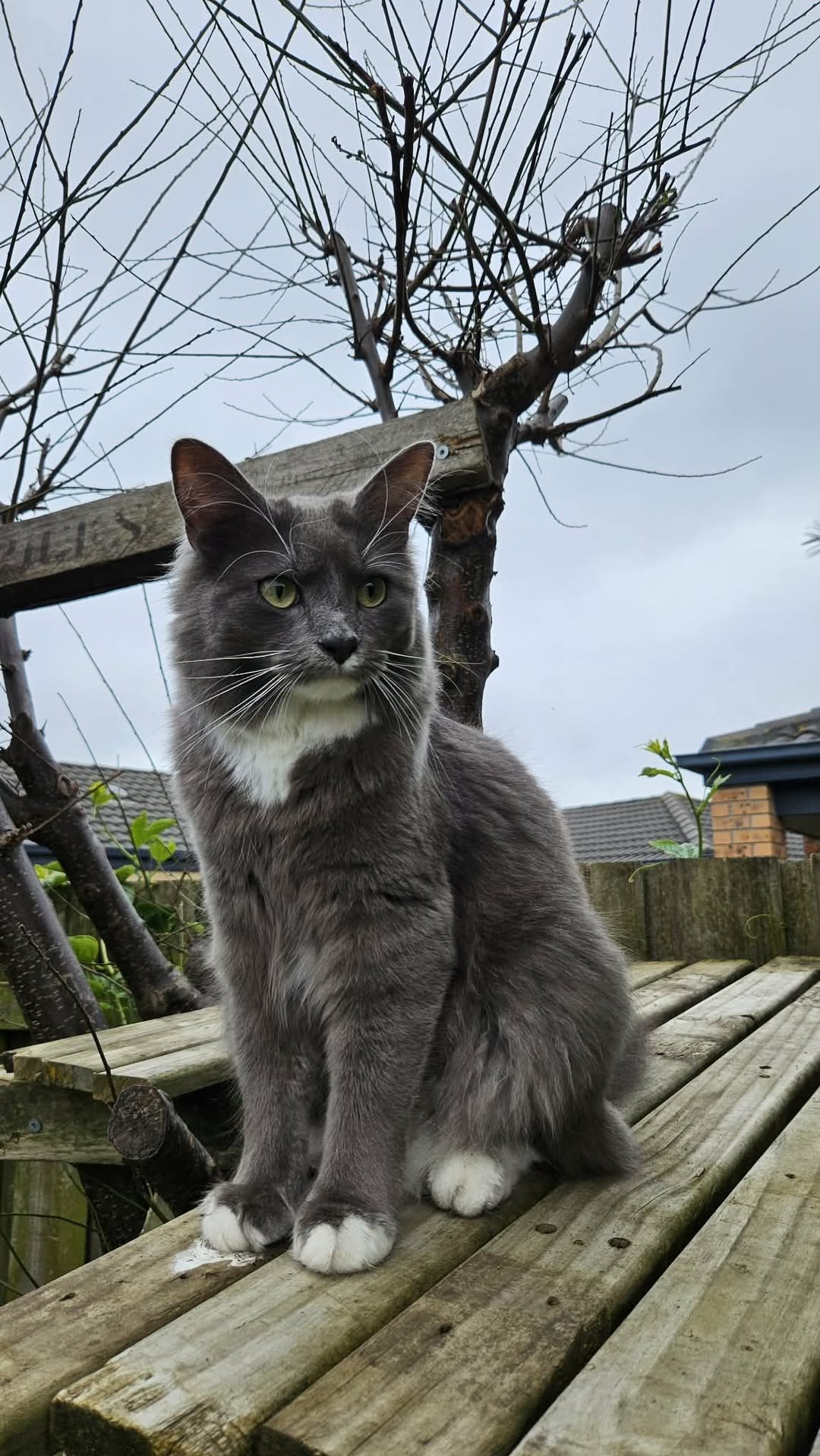 Lost Cat in Melbourne