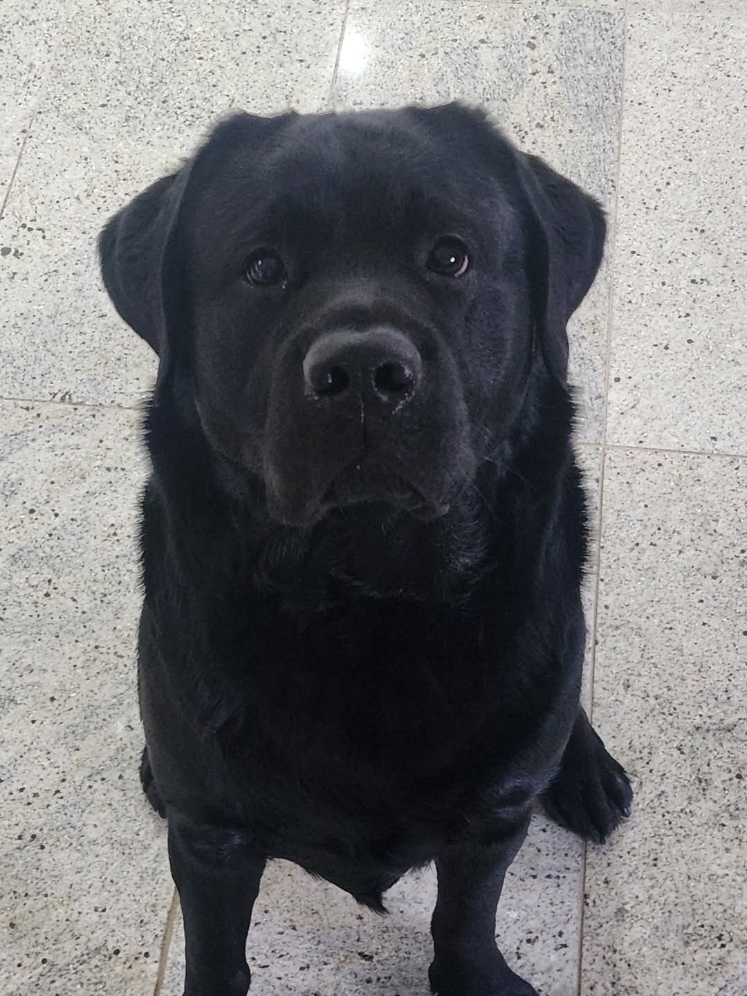 Lost Dog in Victoria