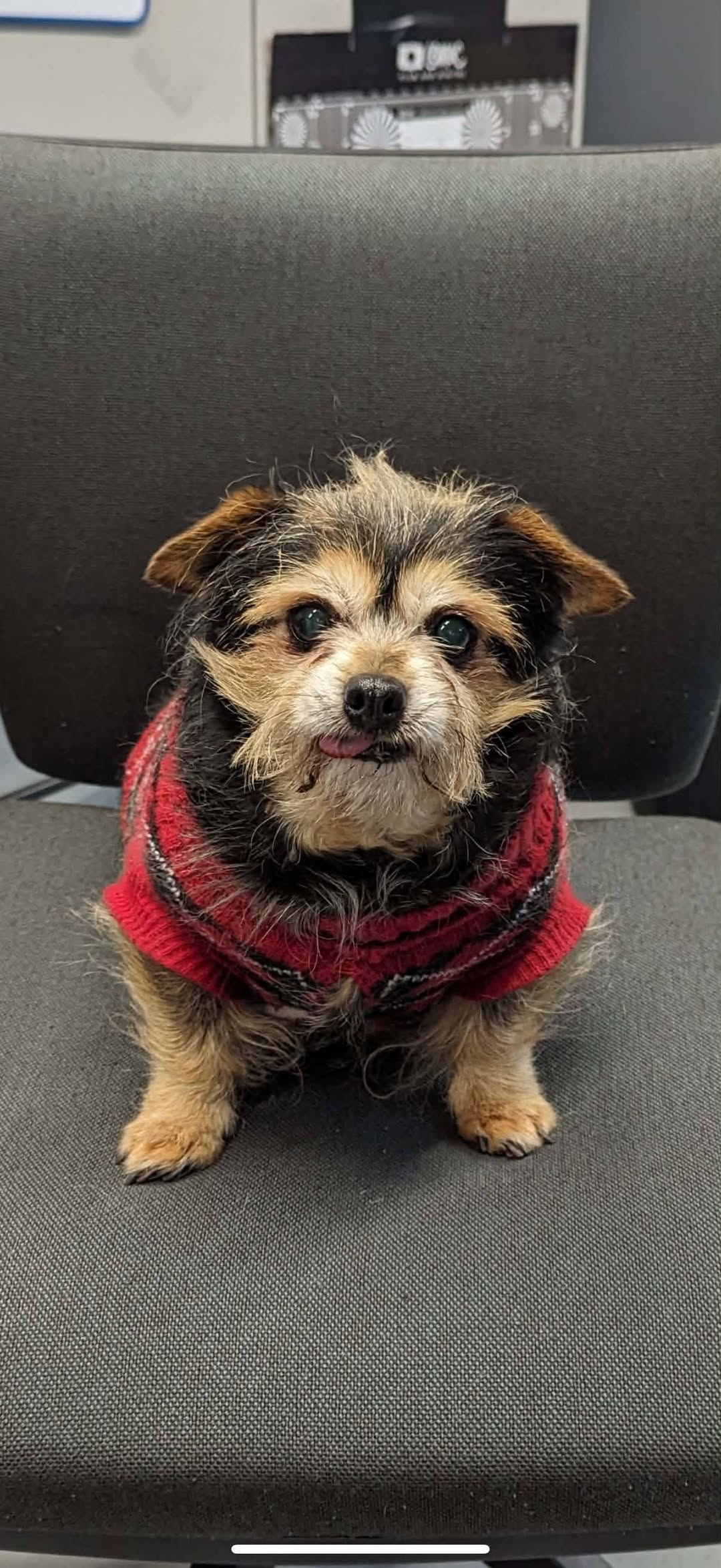Lost Dog in Melbourne