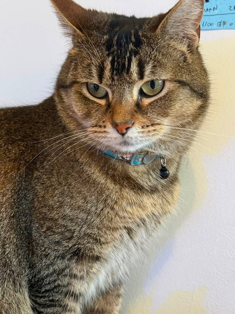 Lost Cat in Melbourne