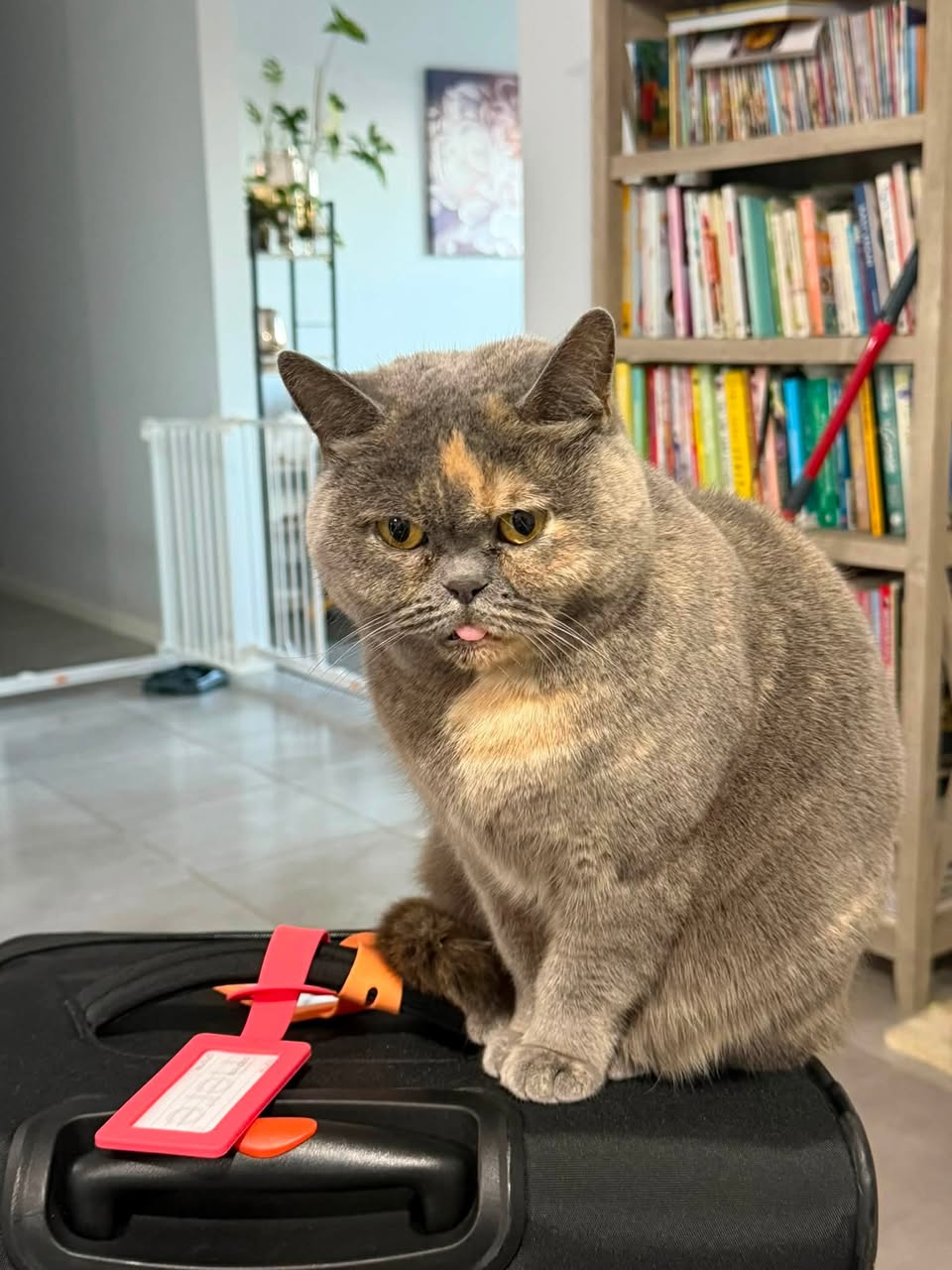 Lost Cat in Melbourne