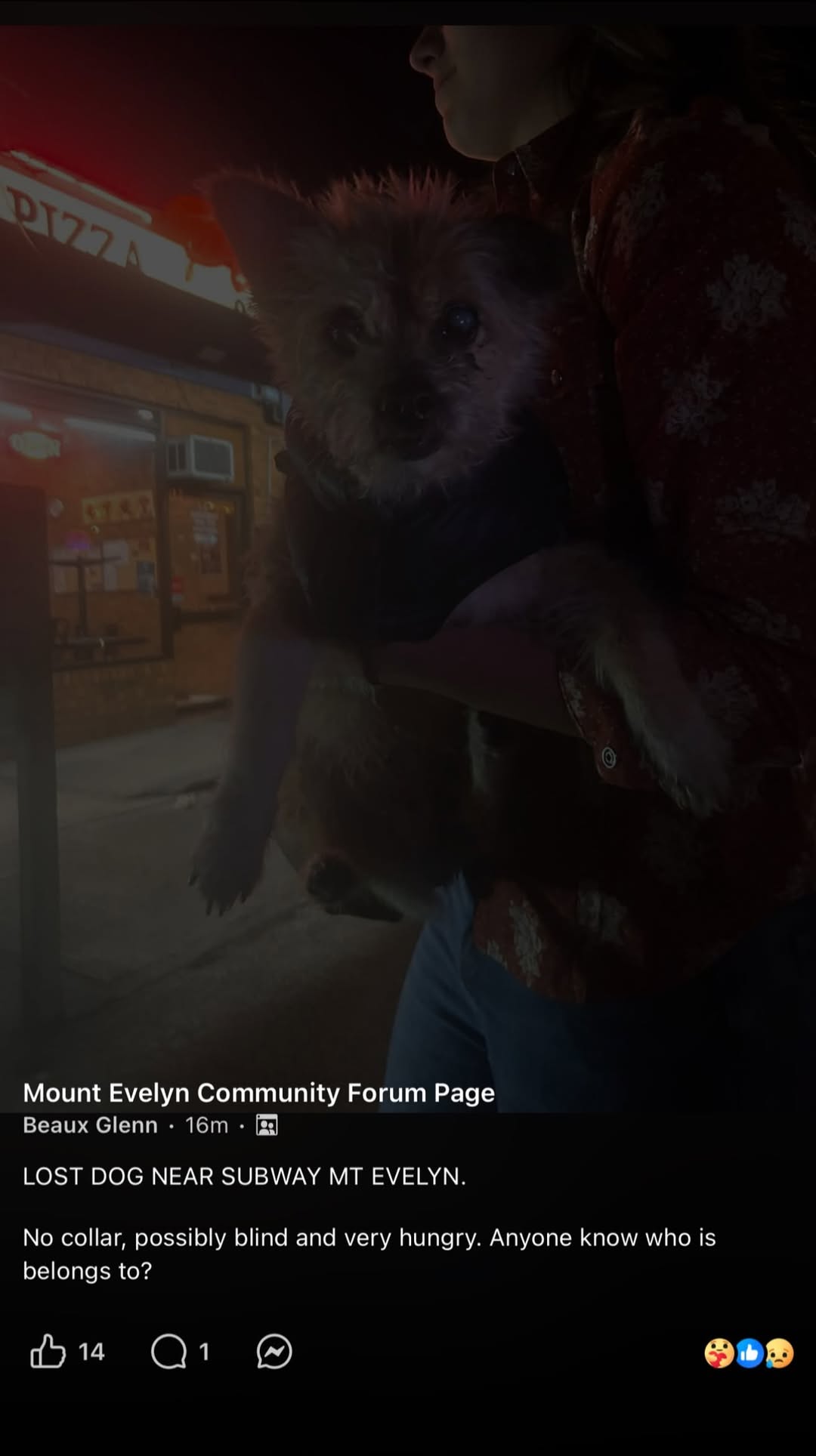 Found dog