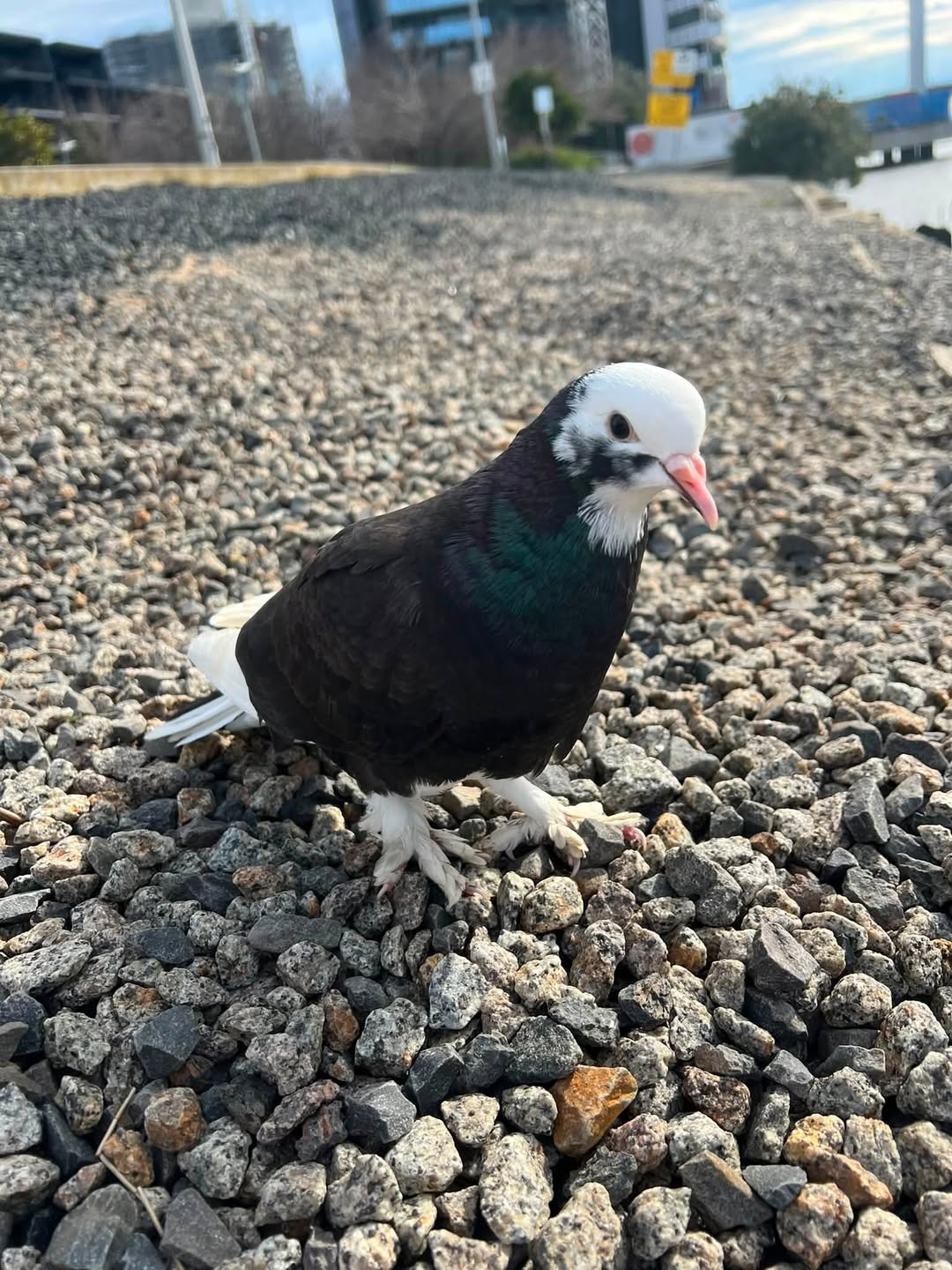 Found bird