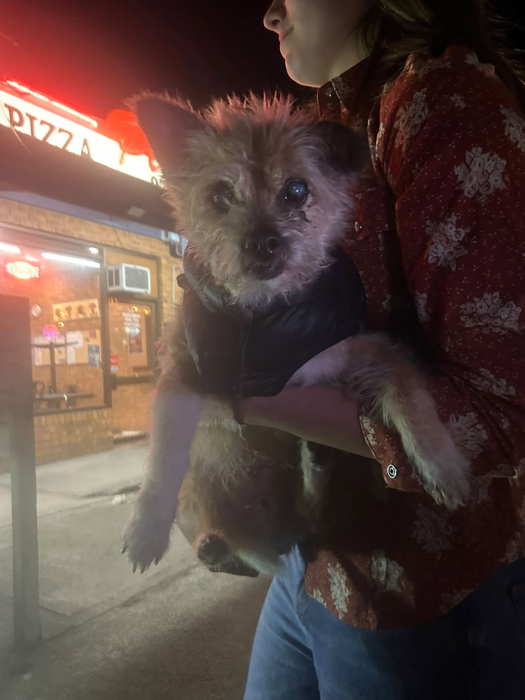 Found dog